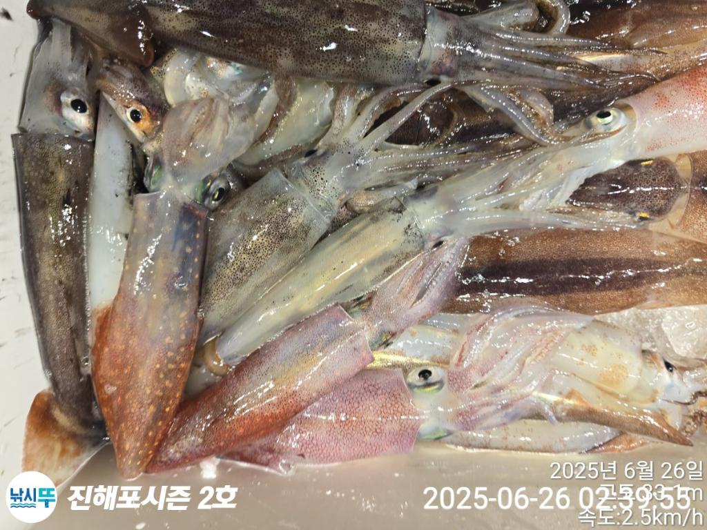 낚시뚜,오징어,한치,진해행암항,진해포시즌 2호,낚시뚜12