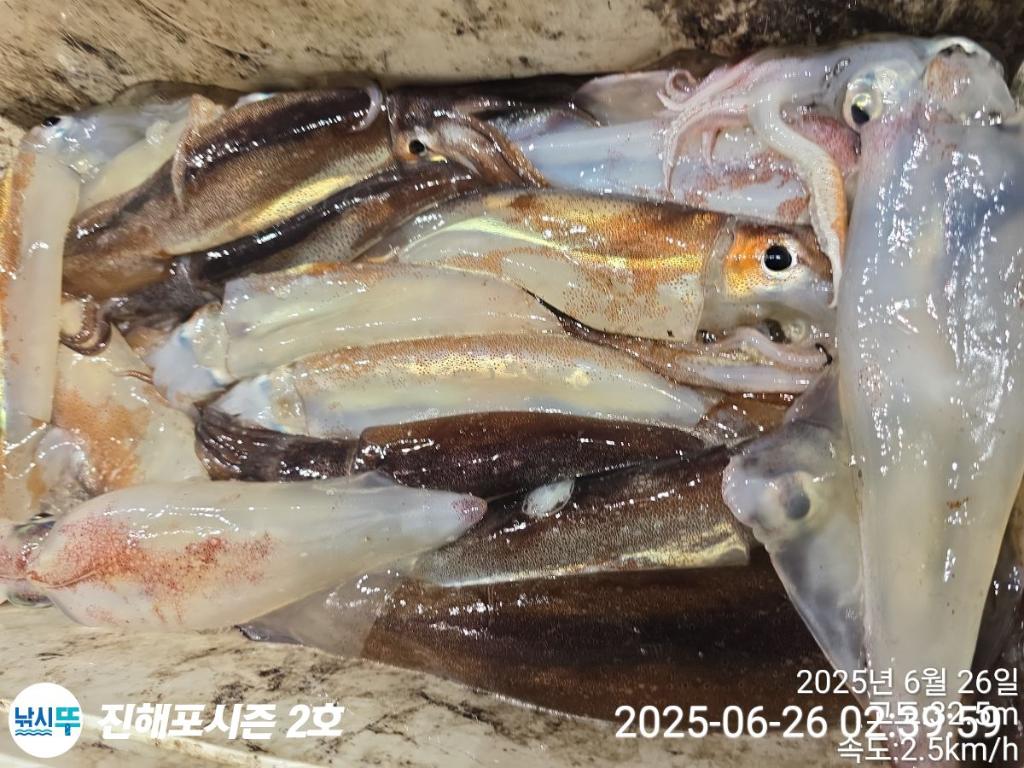 낚시뚜,오징어,한치,진해행암항,진해포시즌 2호,낚시뚜11