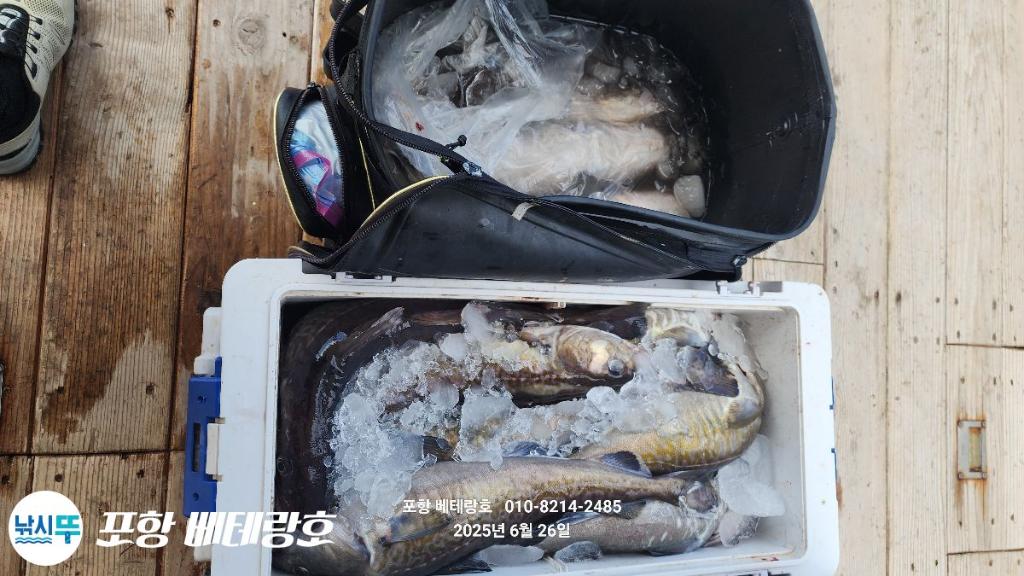 낚시뚜,대구,구룡포항,포항 베테랑호,낚시뚜13