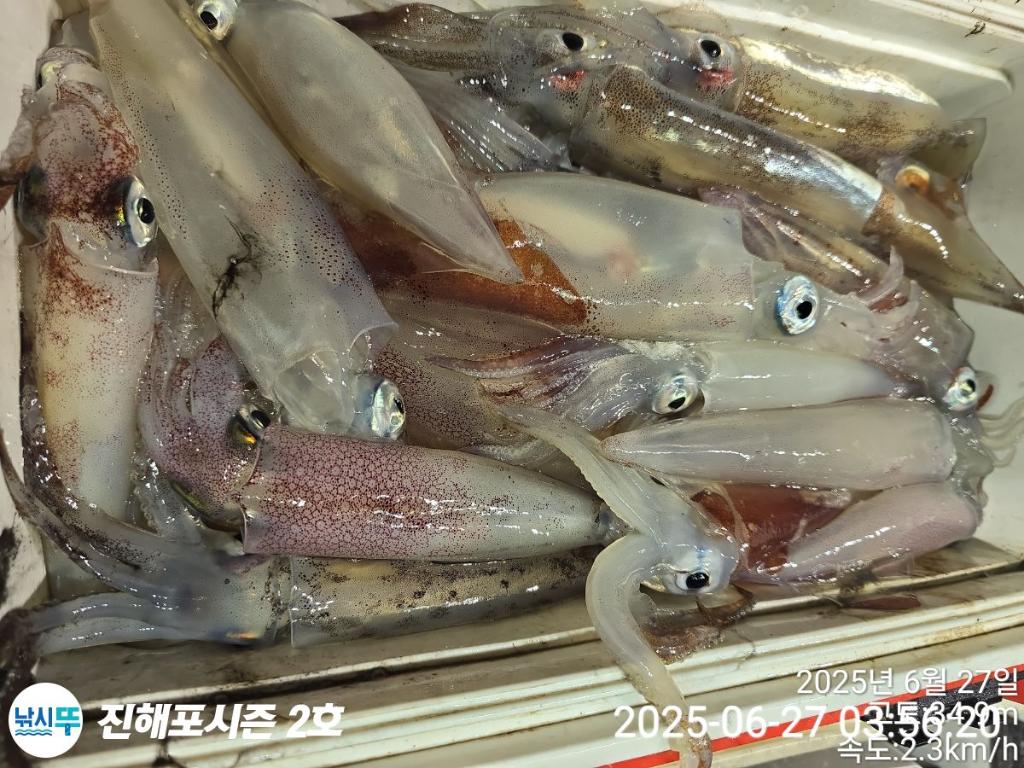 낚시뚜,오징어,한치,진해행암항,진해포시즌 2호,낚시뚜23