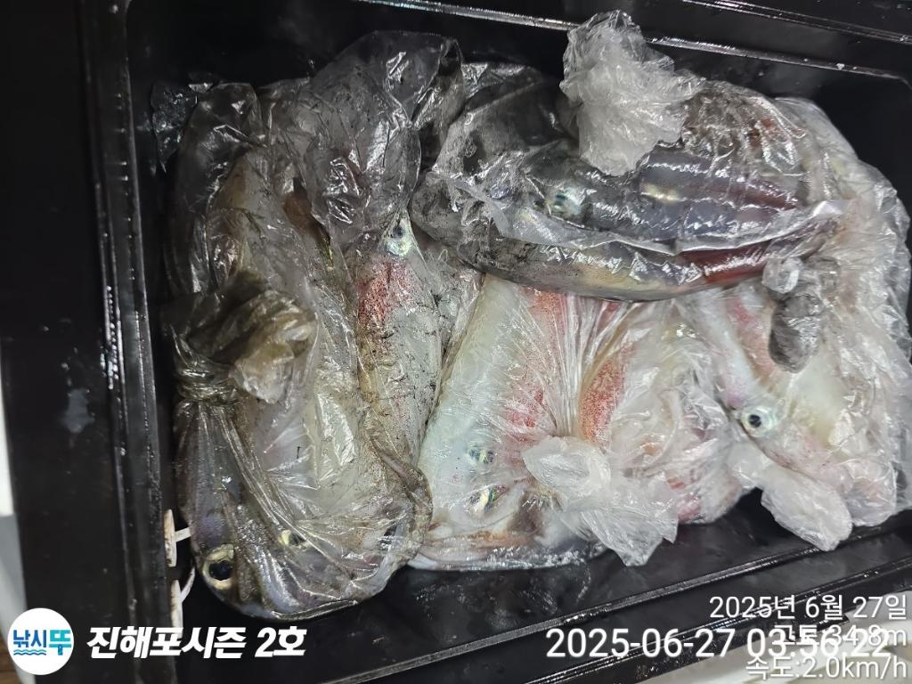 낚시뚜,오징어,한치,진해행암항,진해포시즌 2호,낚시뚜22