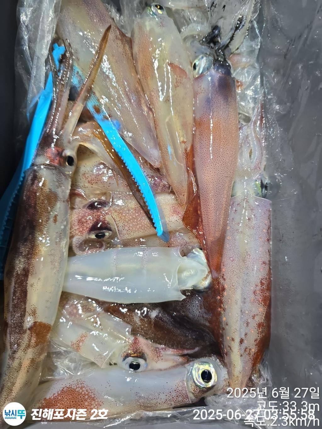 낚시뚜,오징어,한치,진해행암항,진해포시즌 2호,낚시뚜18