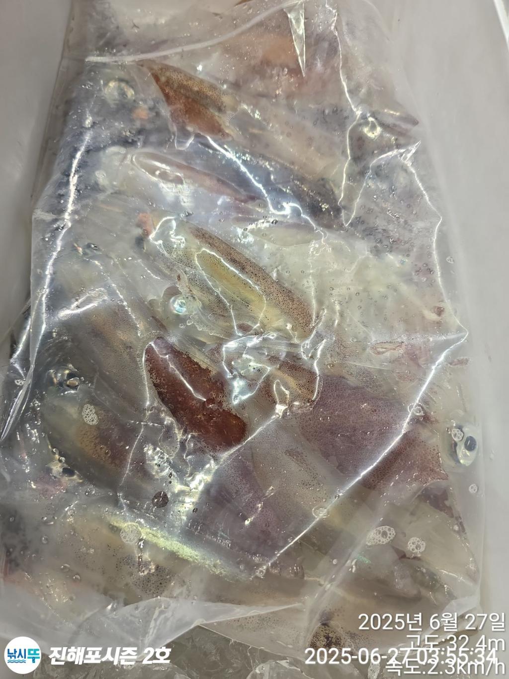 낚시뚜,오징어,한치,진해행암항,진해포시즌 2호,낚시뚜15