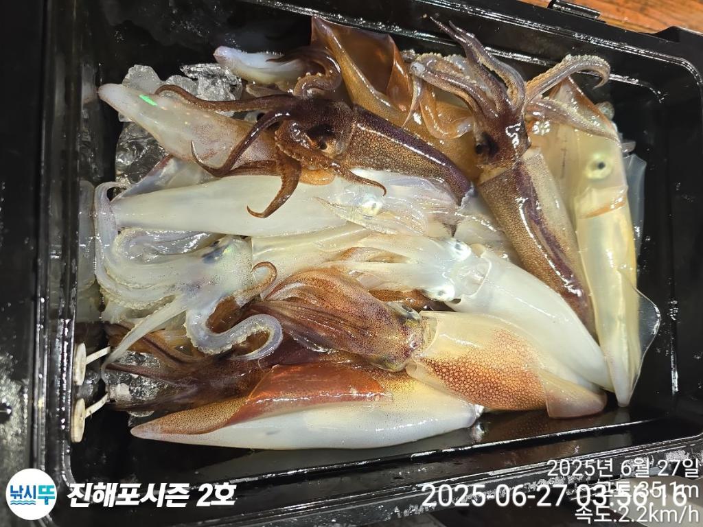 낚시뚜,오징어,한치,진해행암항,진해포시즌 2호,낚시뚜19