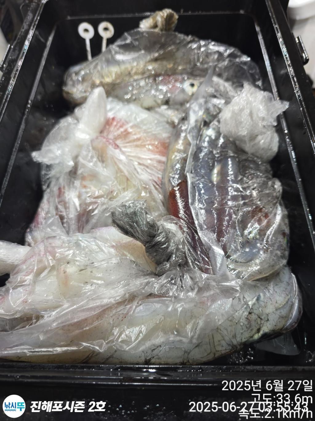 낚시뚜,오징어,한치,진해행암항,진해포시즌 2호,낚시뚜15