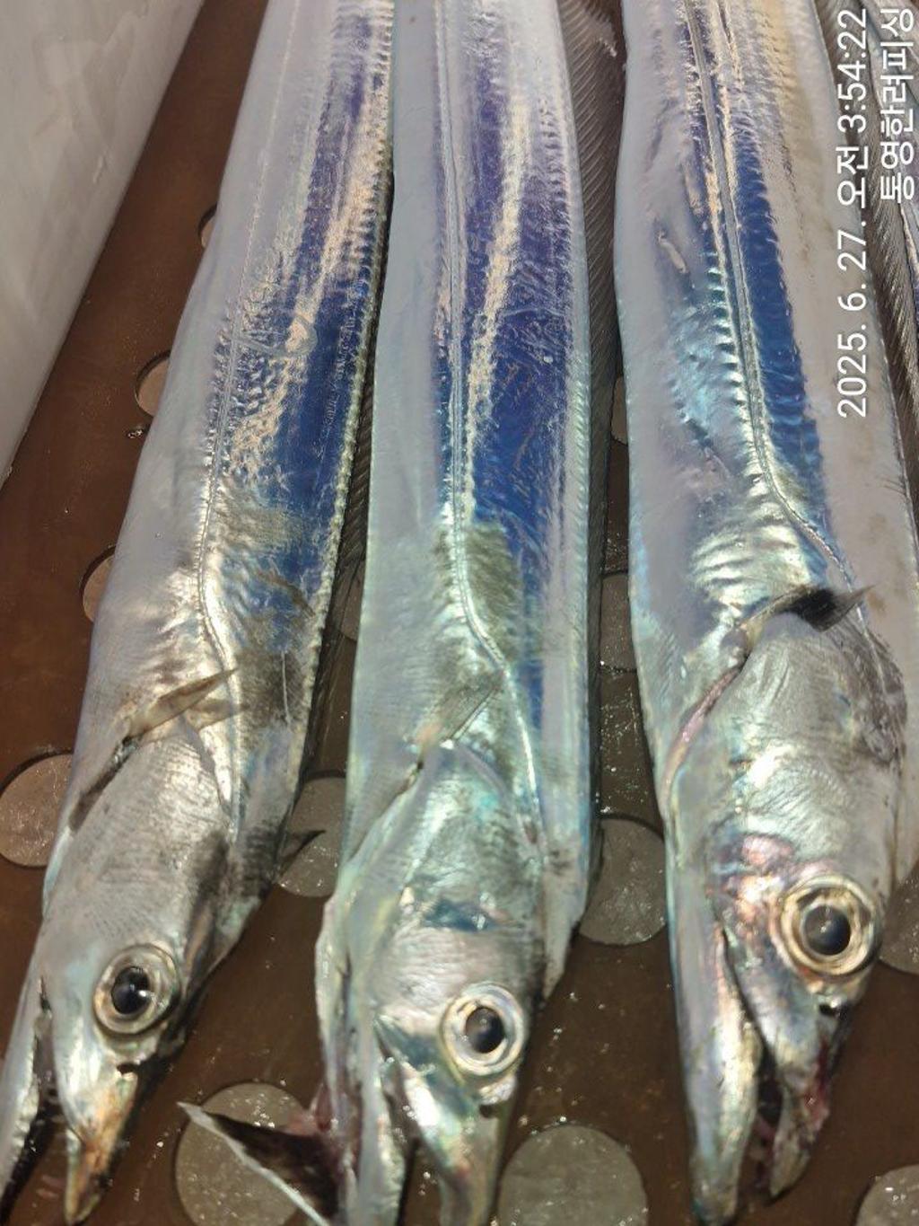 F2711350SG.jpg