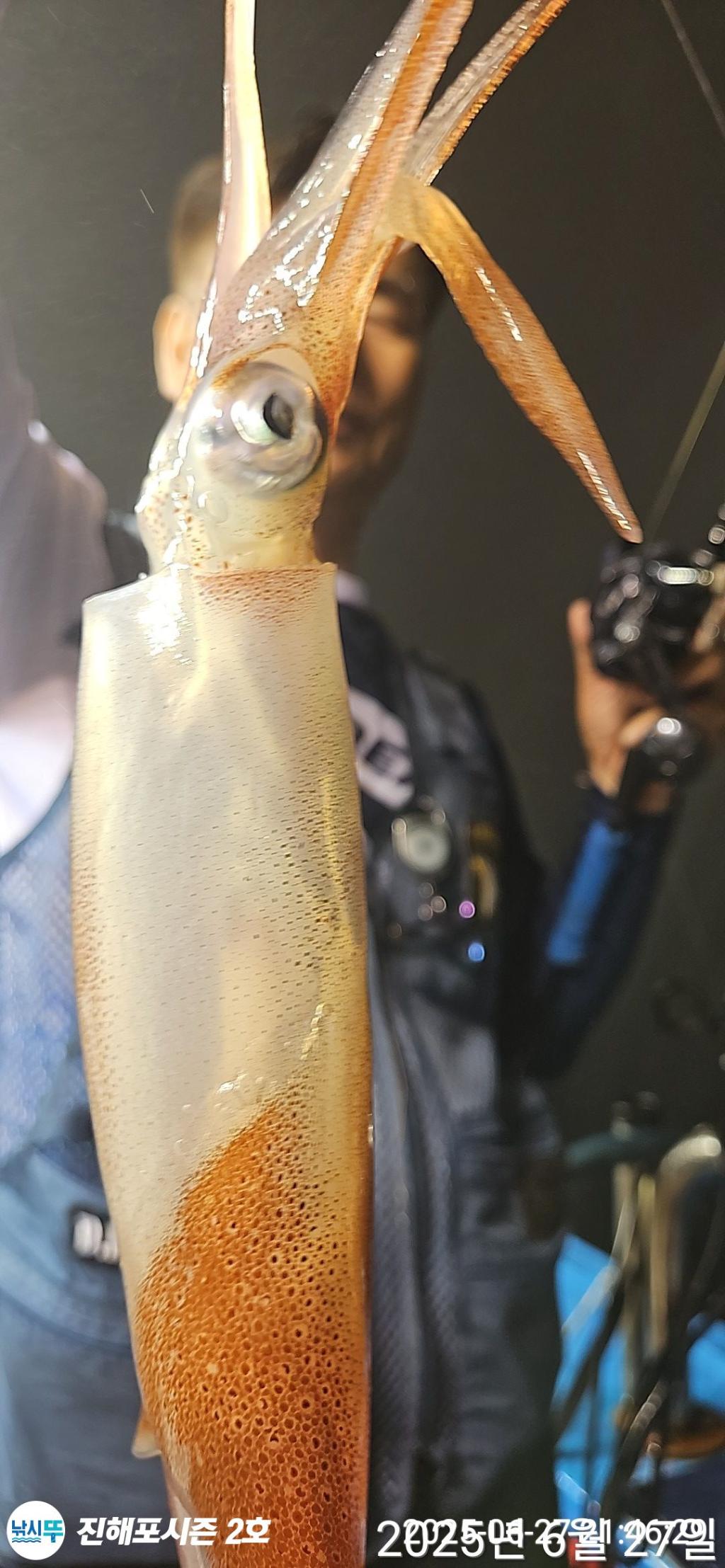 낚시뚜,오징어,무늬오징어,진해행암항,진해포시즌 2호,낚시뚜12