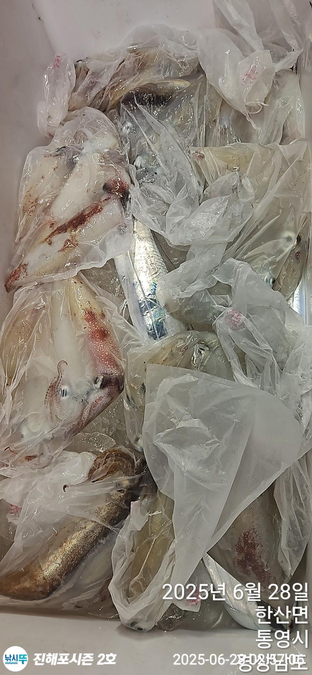 낚시뚜,오징어,무늬오징어,진해행암항,진해포시즌 2호,낚시뚜6