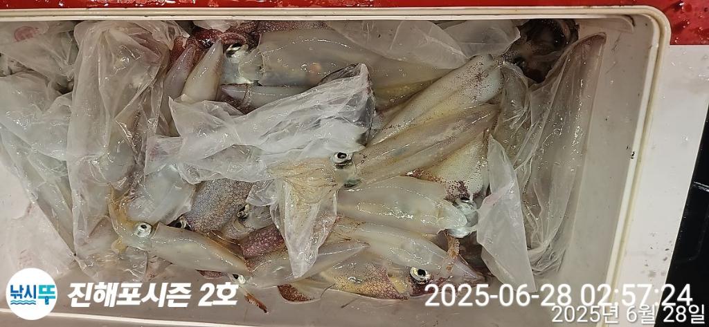 낚시뚜,오징어,무늬오징어,진해행암항,진해포시즌 2호,낚시뚜4