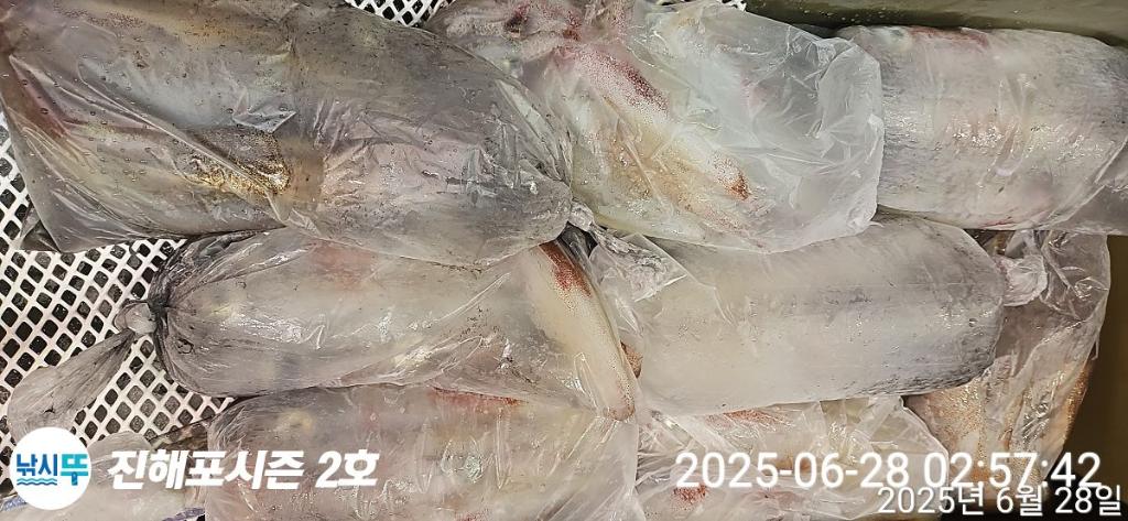낚시뚜,오징어,무늬오징어,진해행암항,진해포시즌 2호,낚시뚜3