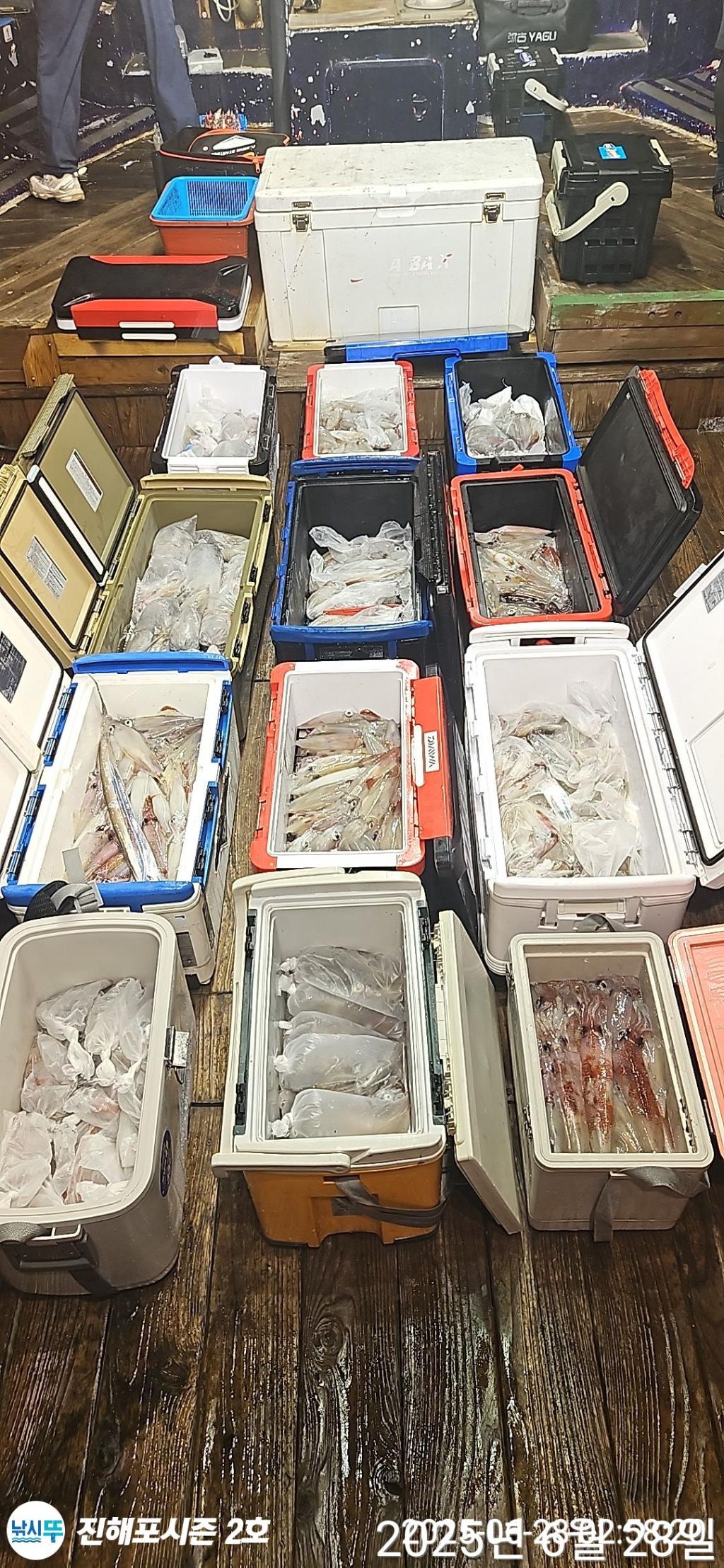 낚시뚜,오징어,무늬오징어,진해행암항,진해포시즌 2호,낚시뚜2