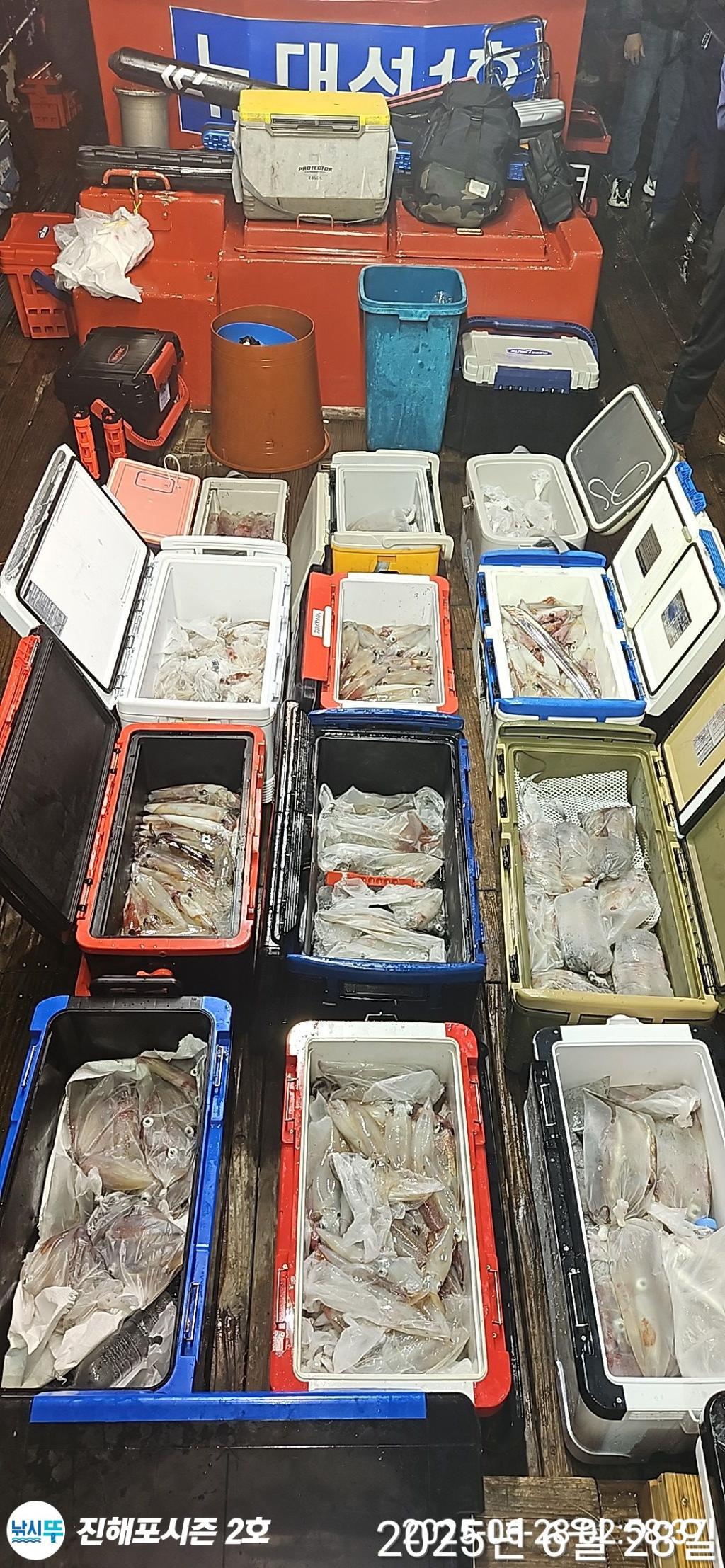 낚시뚜,오징어,무늬오징어,진해행암항,진해포시즌 2호,낚시뚜1
