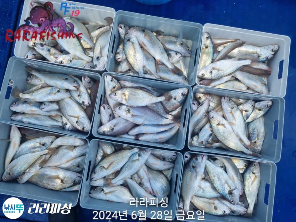 낚시뚜,백조기,속천항(진해),라라피싱,낚시뚜19