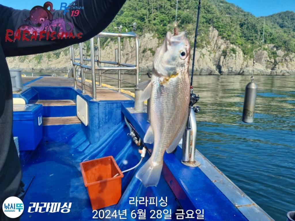 낚시뚜,백조기,속천항(진해),라라피싱,낚시뚜17