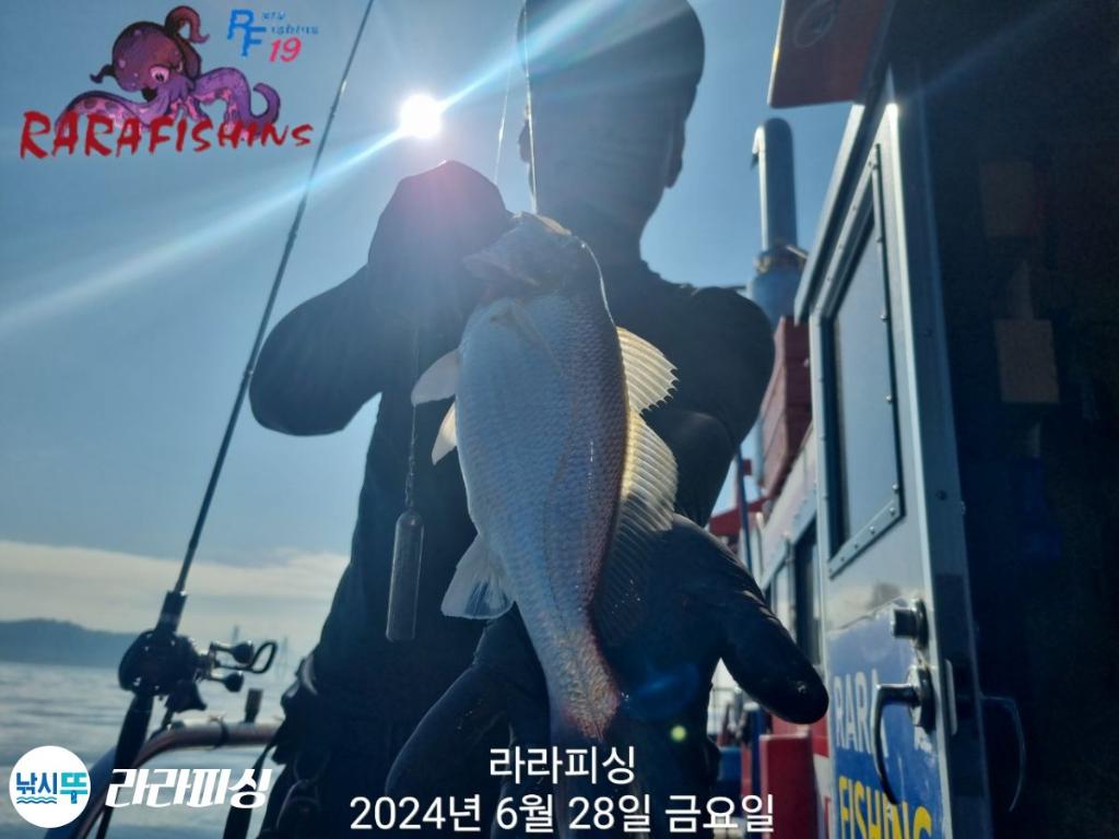 낚시뚜,백조기,속천항(진해),라라피싱,낚시뚜15