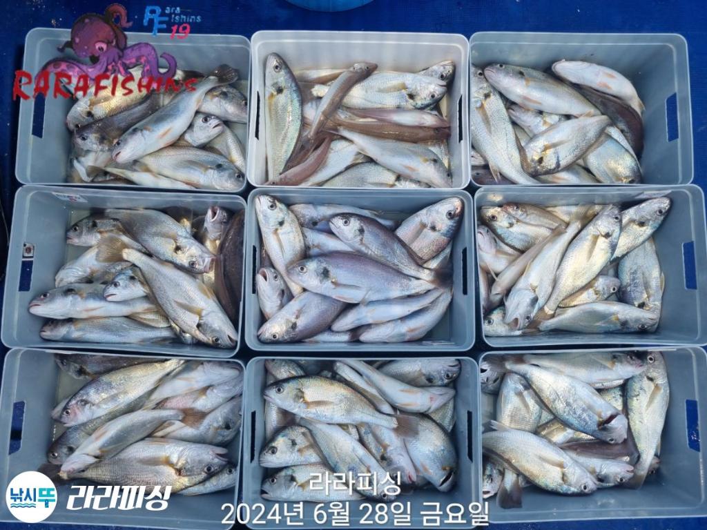 낚시뚜,백조기,속천항(진해),라라피싱,낚시뚜6