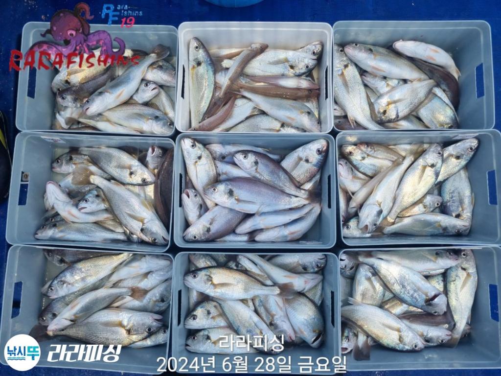 낚시뚜,백조기,속천항(진해),라라피싱,낚시뚜4
