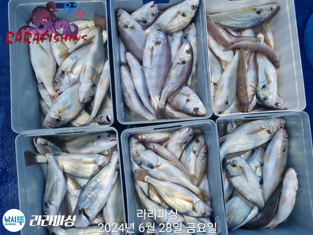 낚시뚜,백조기,속천항(진해),라라피싱,낚시뚜3