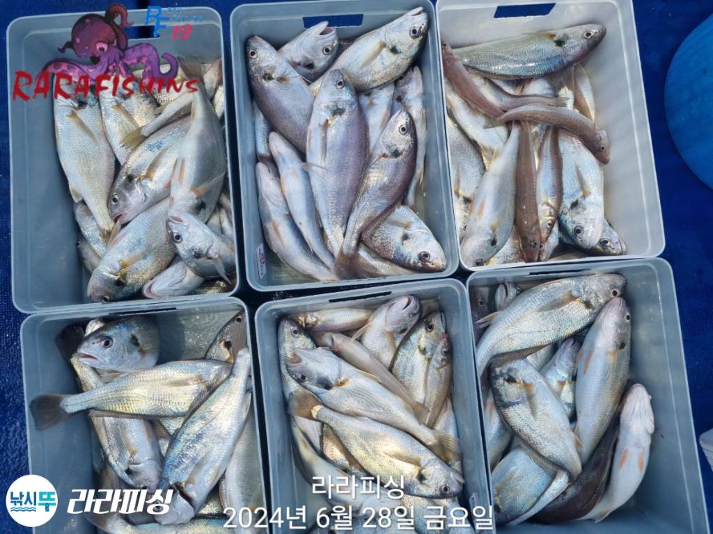 낚시뚜,백조기,속천항(진해),라라피싱,낚시뚜2