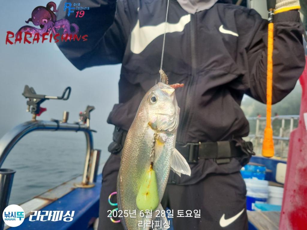 낚시뚜,백조기,속천항(진해),라라피싱,낚시뚜1