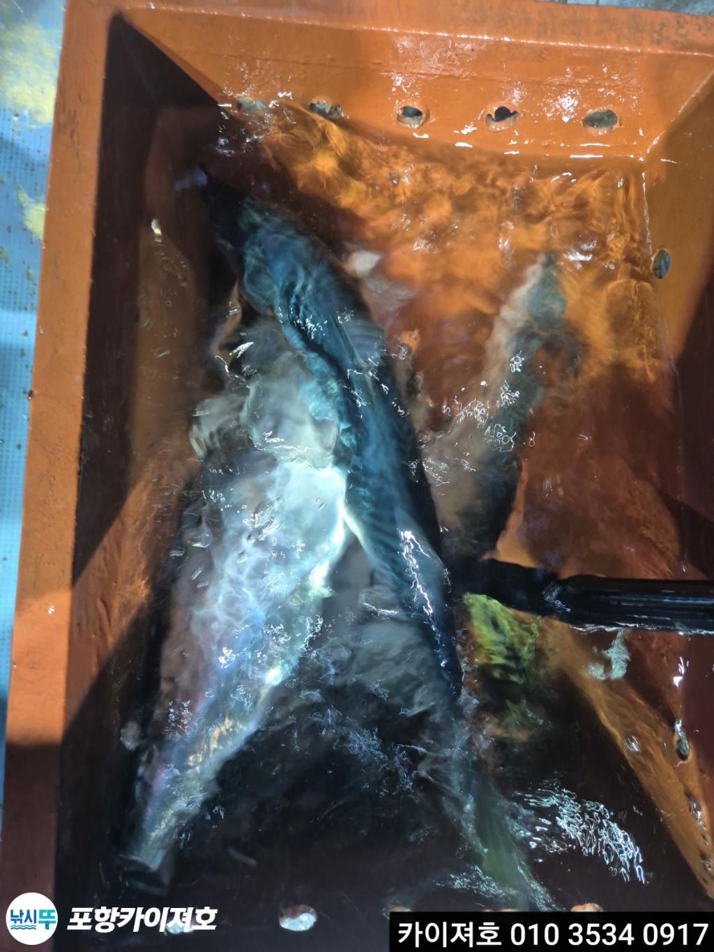 낚시뚜,기타 (직접입력),영일만항,포항카이져호,낚시뚜18