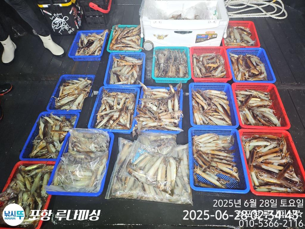 낚시뚜,오징어,화살촉오징어,구룡포항,포항 루나피싱,낚시뚜1