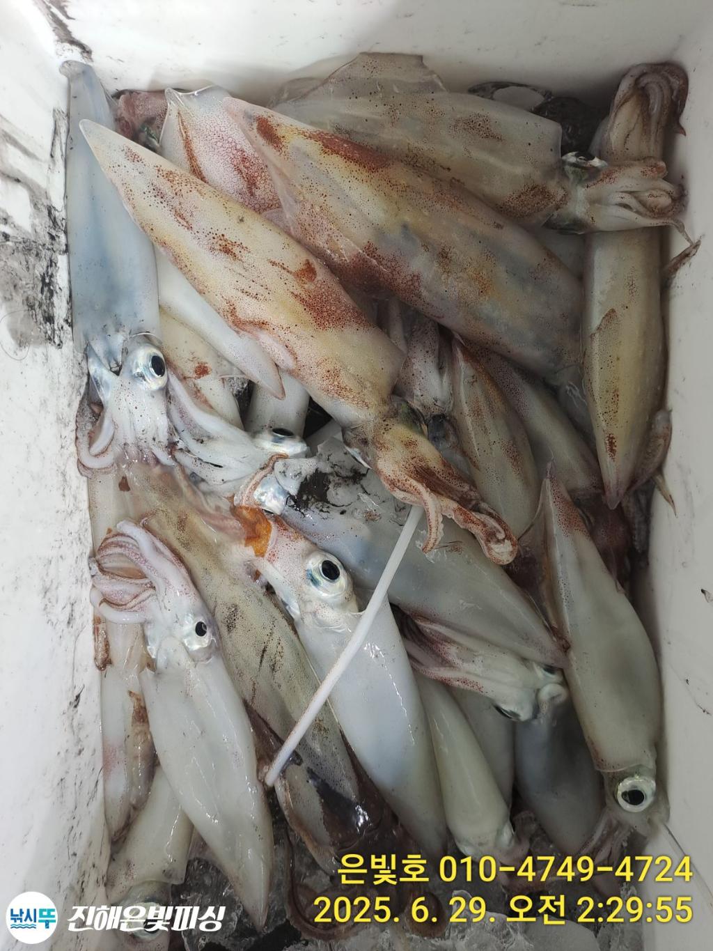 낚시뚜,한치,오징어,진해수도항,진해은빛피싱,낚시뚜15
