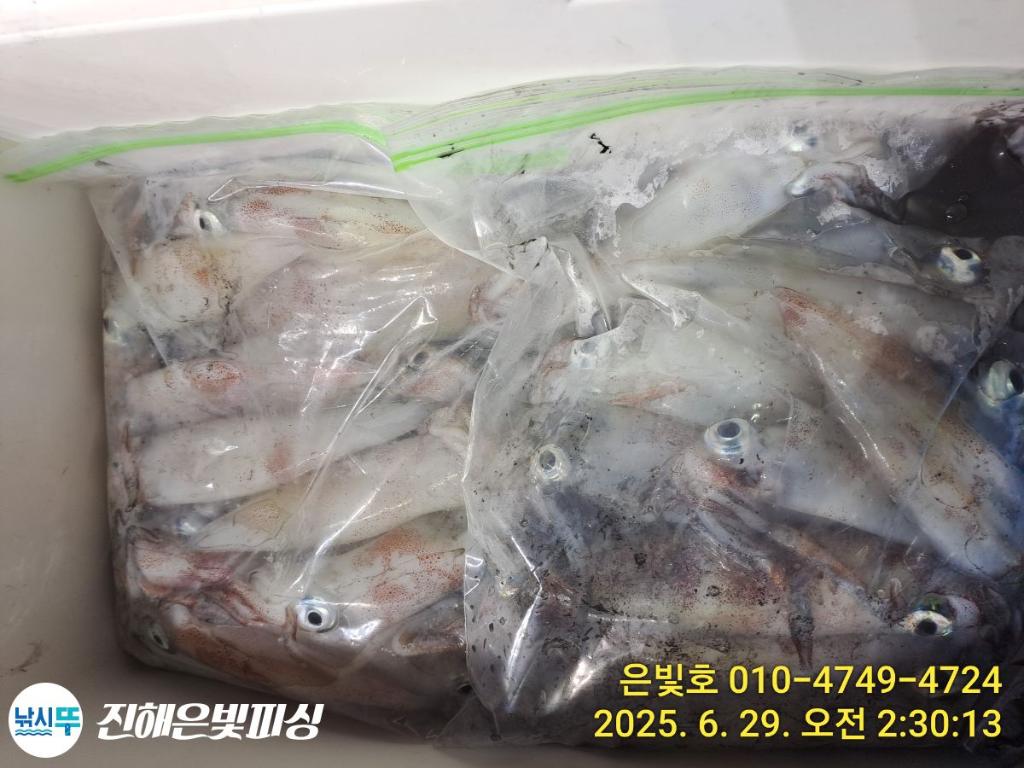 낚시뚜,한치,오징어,진해수도항,진해은빛피싱,낚시뚜14