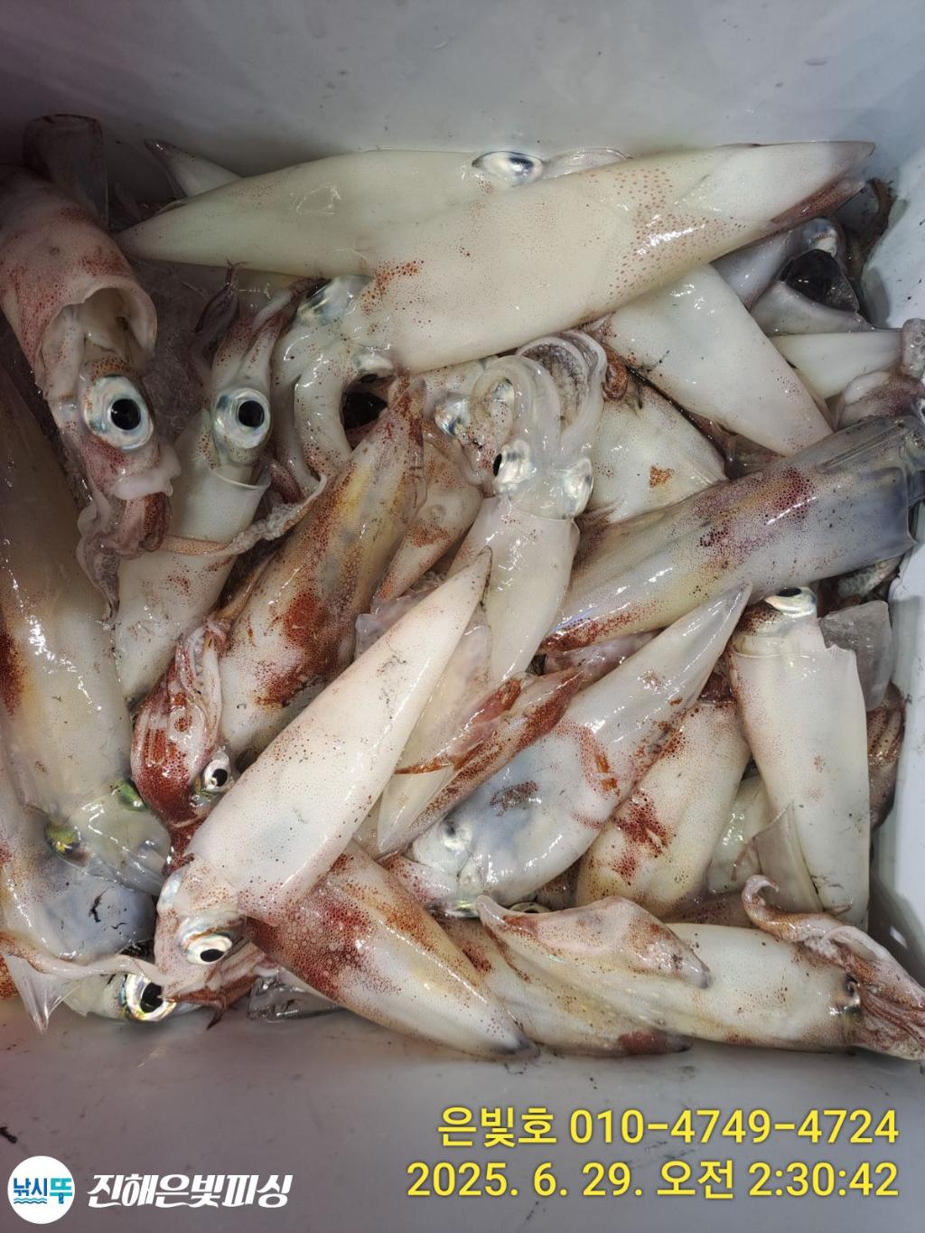 낚시뚜,한치,오징어,진해수도항,진해은빛피싱,낚시뚜13