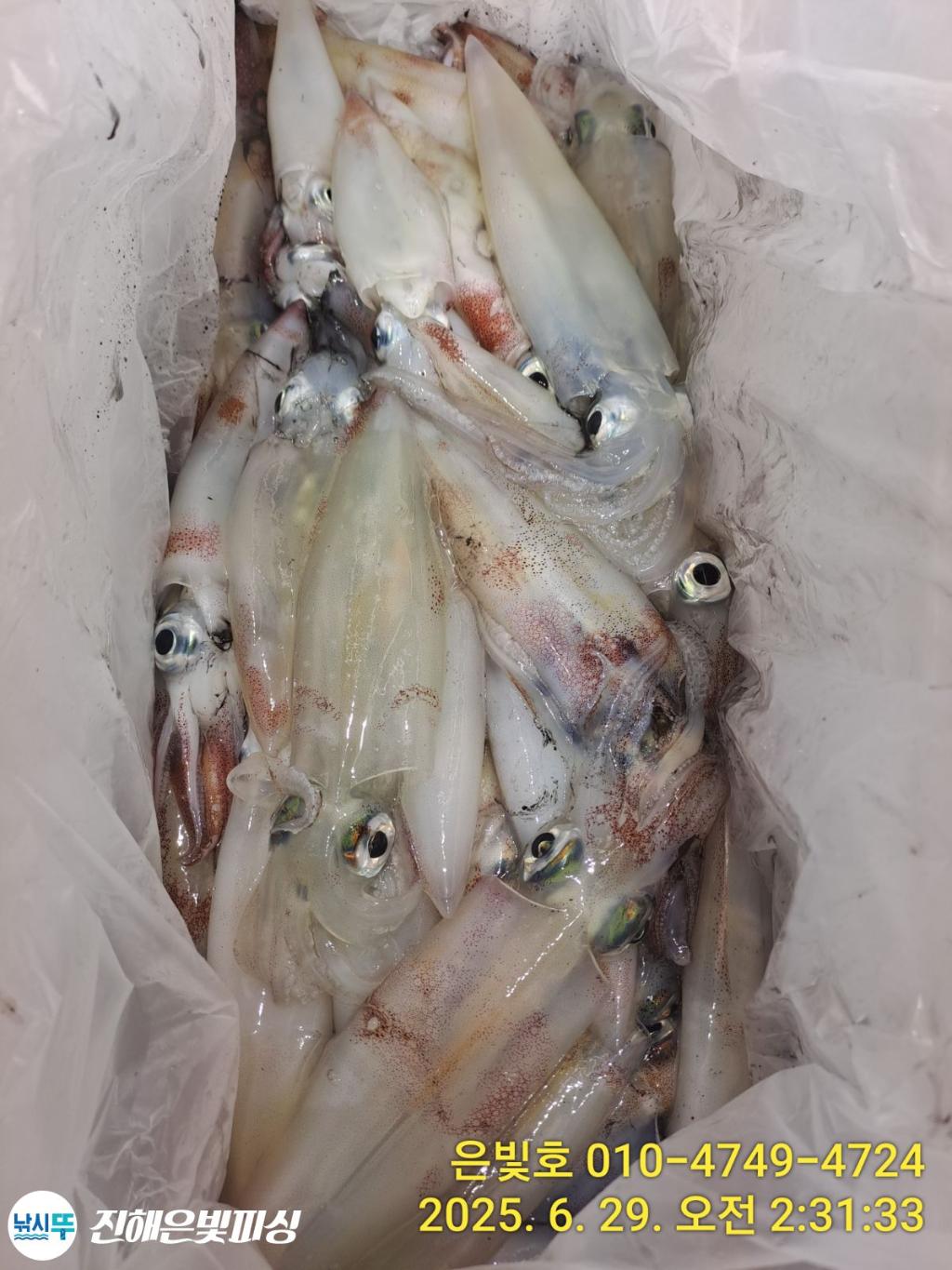 낚시뚜,한치,오징어,진해수도항,진해은빛피싱,낚시뚜11