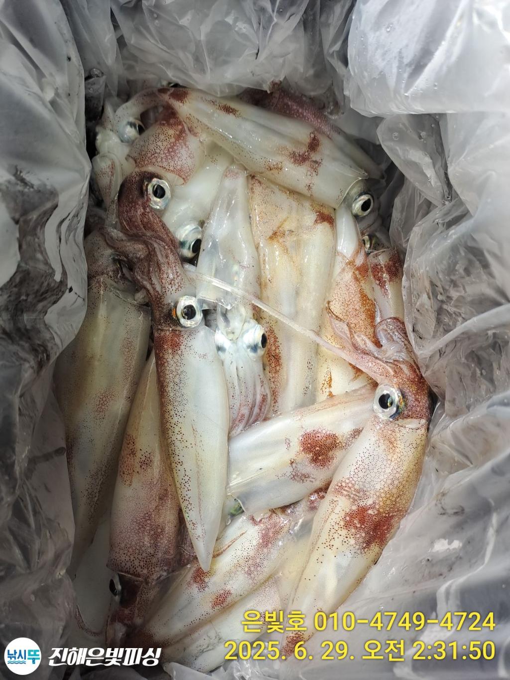 낚시뚜,한치,오징어,진해수도항,진해은빛피싱,낚시뚜10