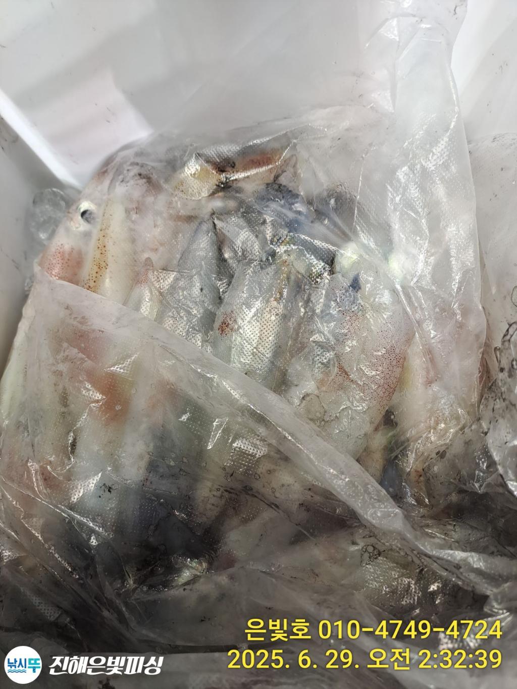 낚시뚜,한치,오징어,진해수도항,진해은빛피싱,낚시뚜8