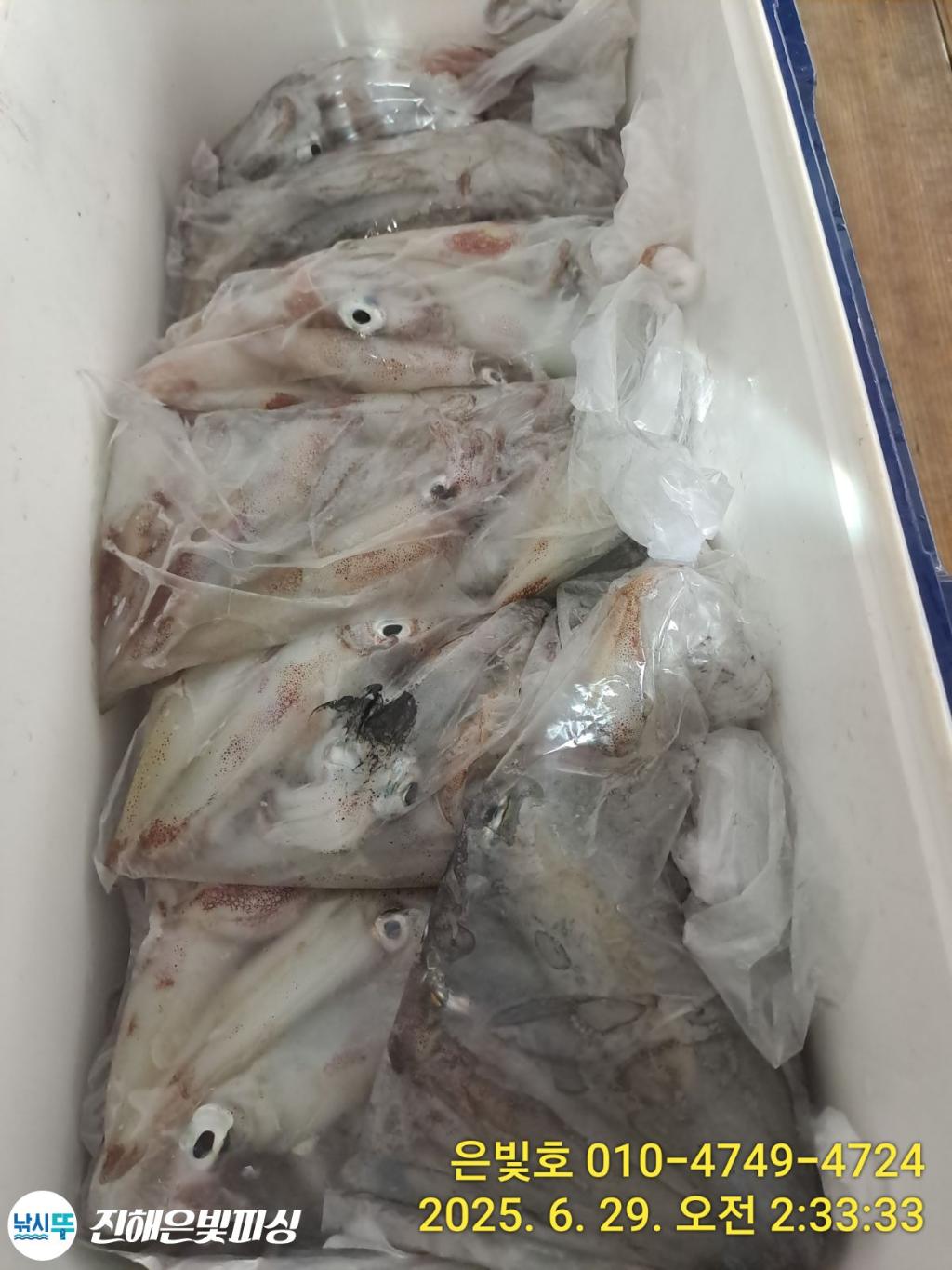 낚시뚜,한치,오징어,진해수도항,진해은빛피싱,낚시뚜6