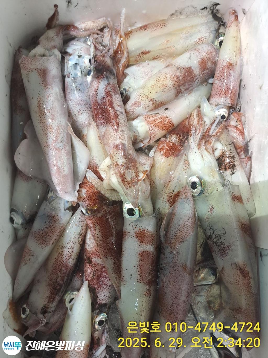 낚시뚜,한치,오징어,진해수도항,진해은빛피싱,낚시뚜5