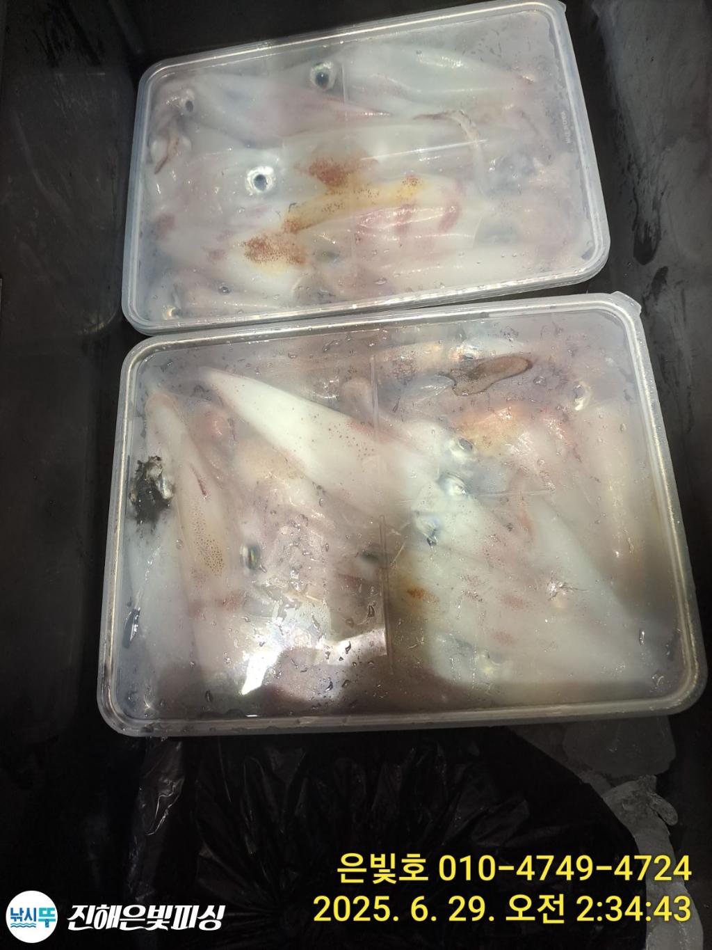 낚시뚜,한치,오징어,진해수도항,진해은빛피싱,낚시뚜4