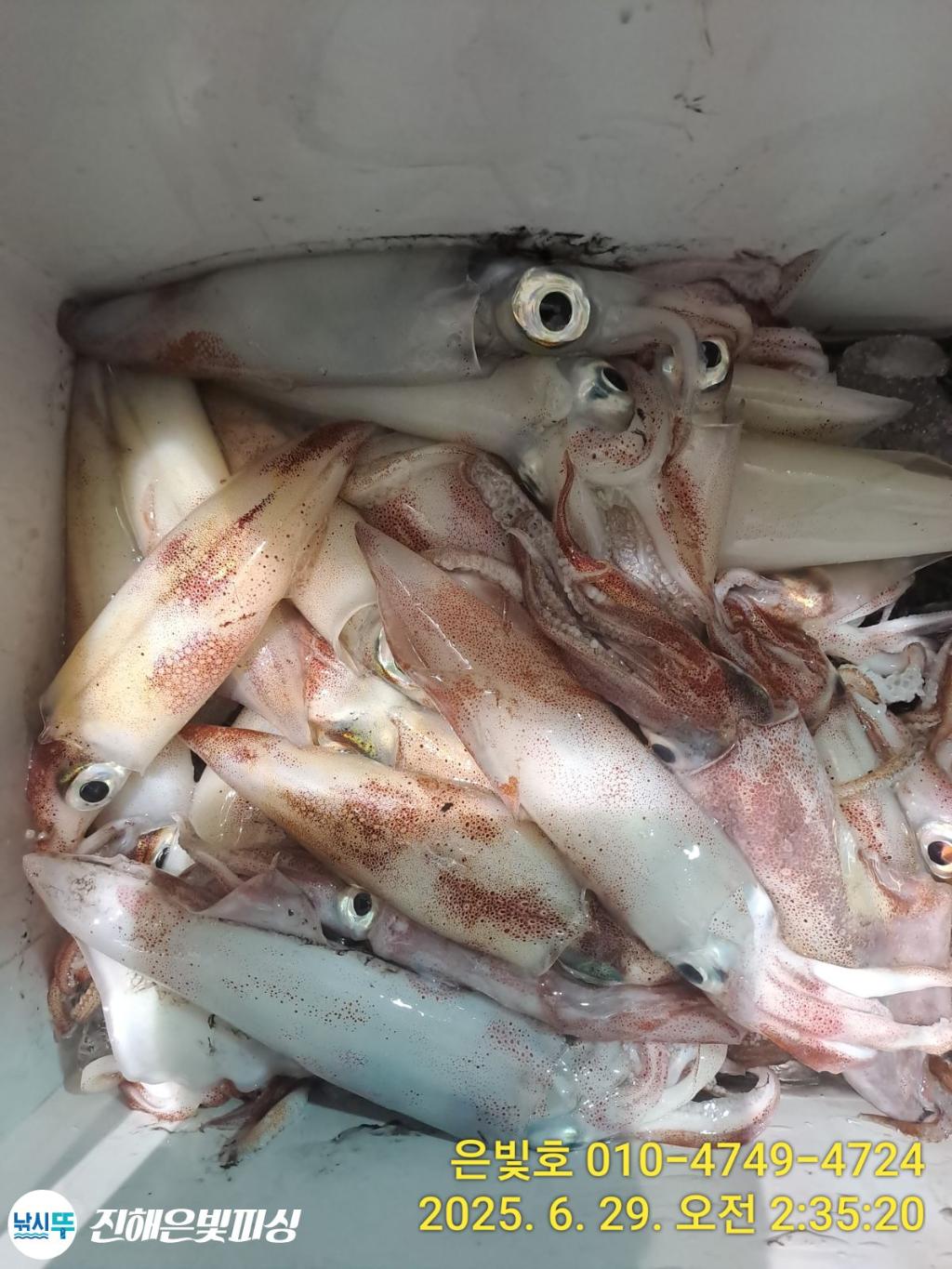 낚시뚜,한치,오징어,진해수도항,진해은빛피싱,낚시뚜3