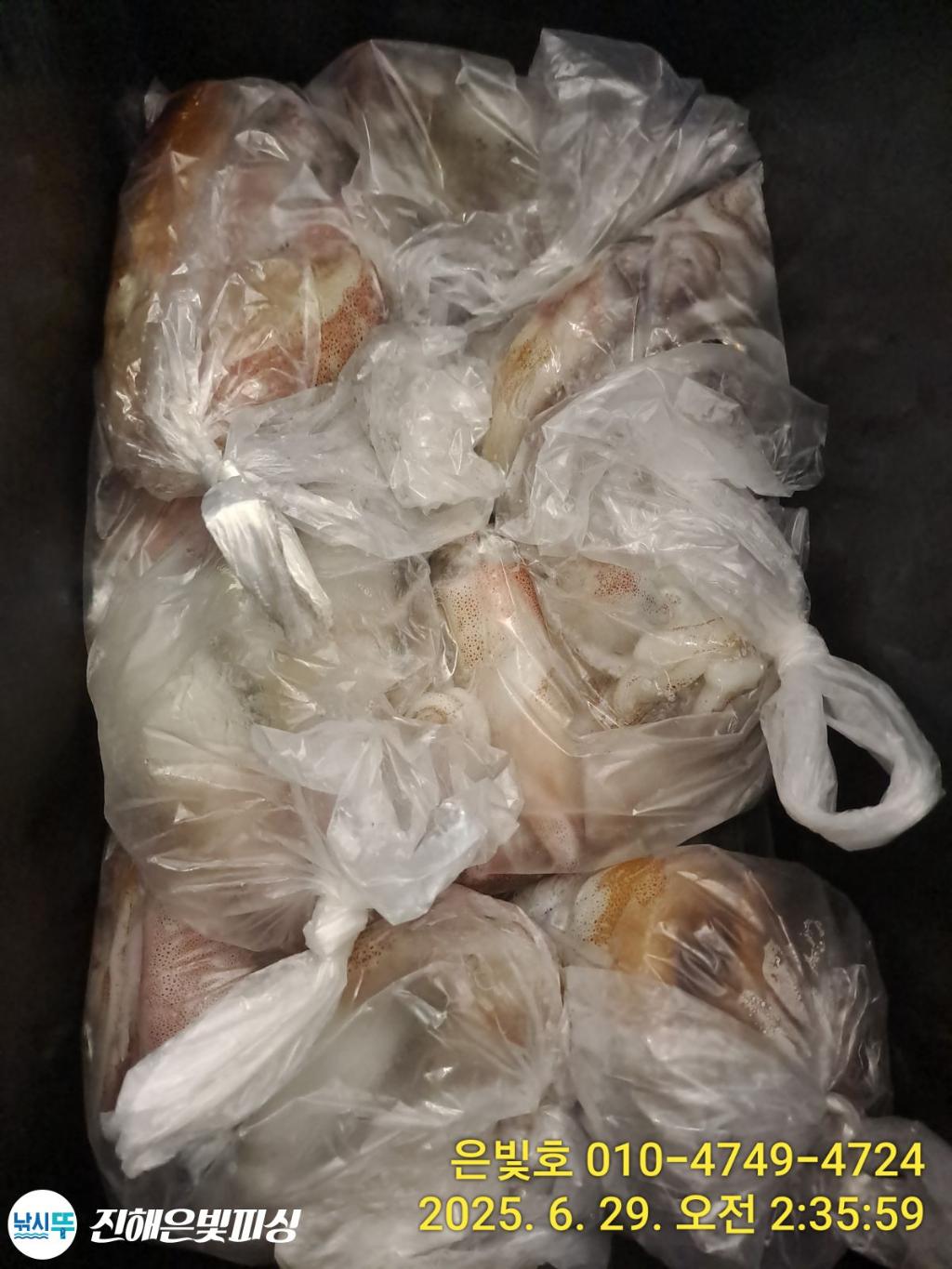 낚시뚜,한치,오징어,진해수도항,진해은빛피싱,낚시뚜2