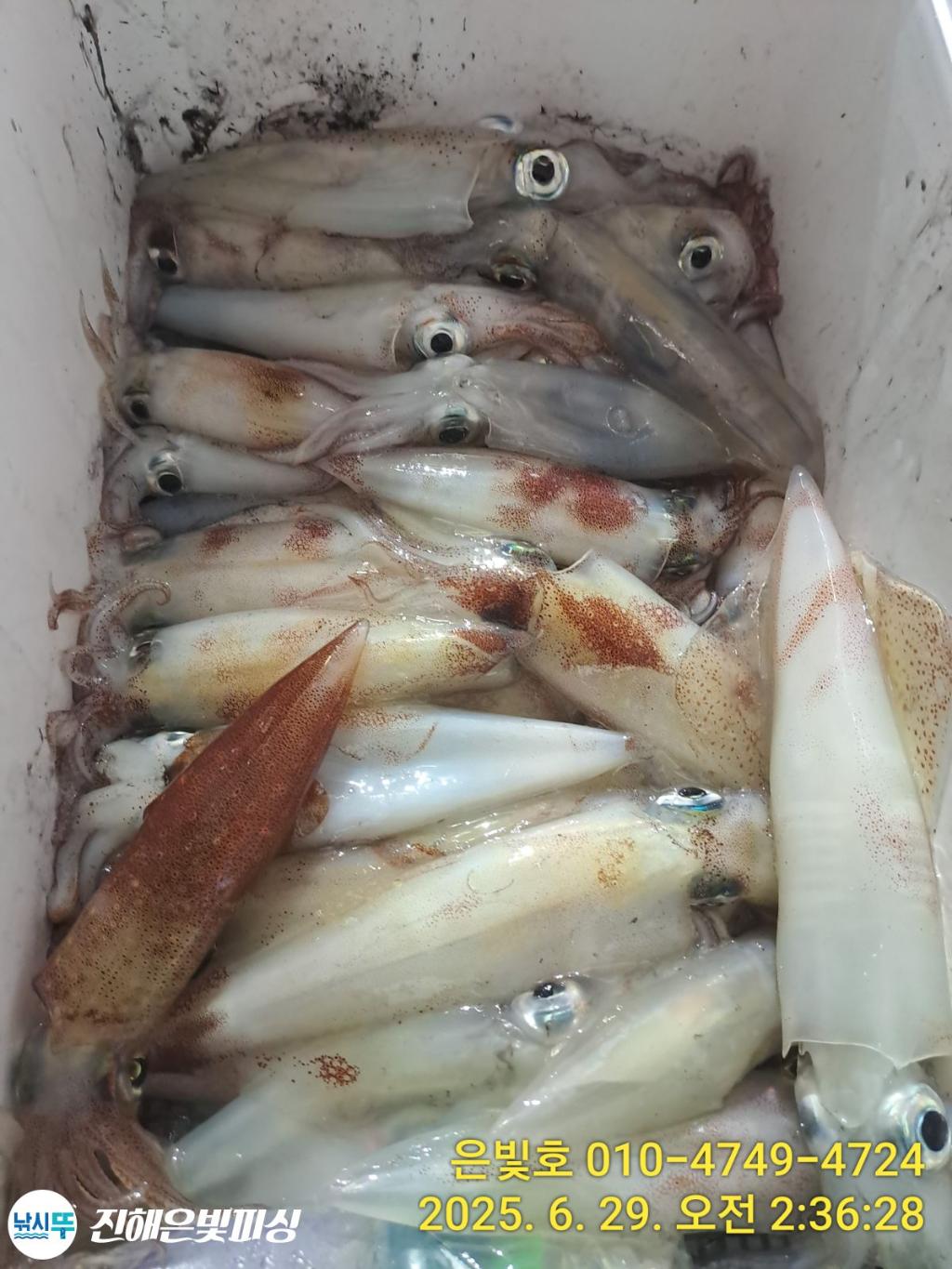 낚시뚜,한치,오징어,진해수도항,진해은빛피싱,낚시뚜1