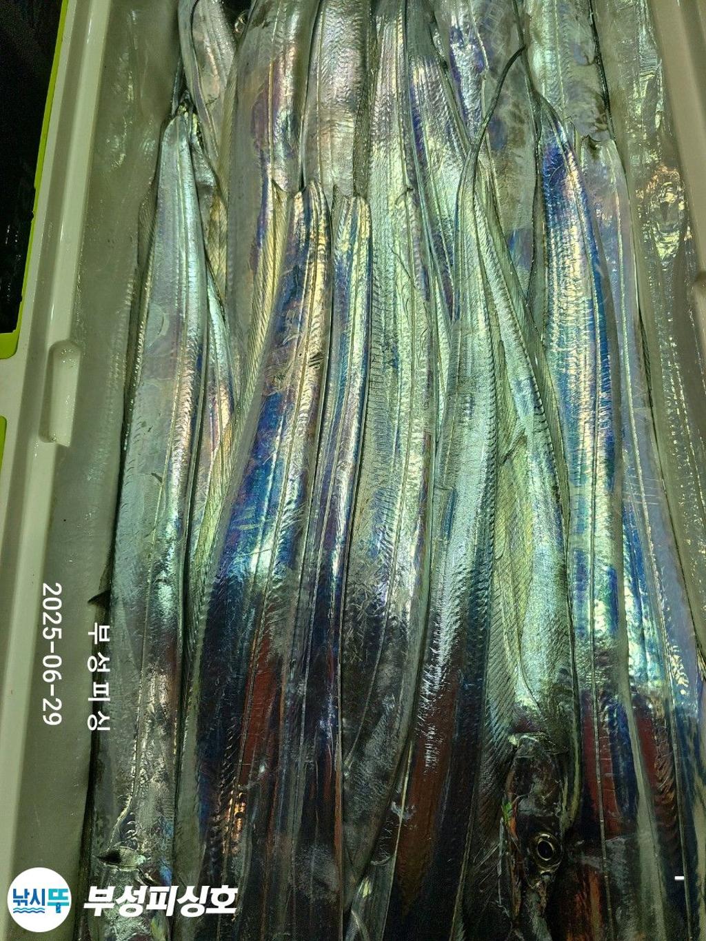 F2712864ZF.jpg