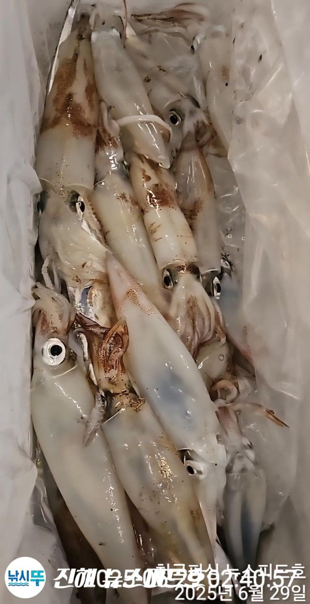 낚시뚜,한치,진해행암항,진해 뉴스피드호,낚시뚜20