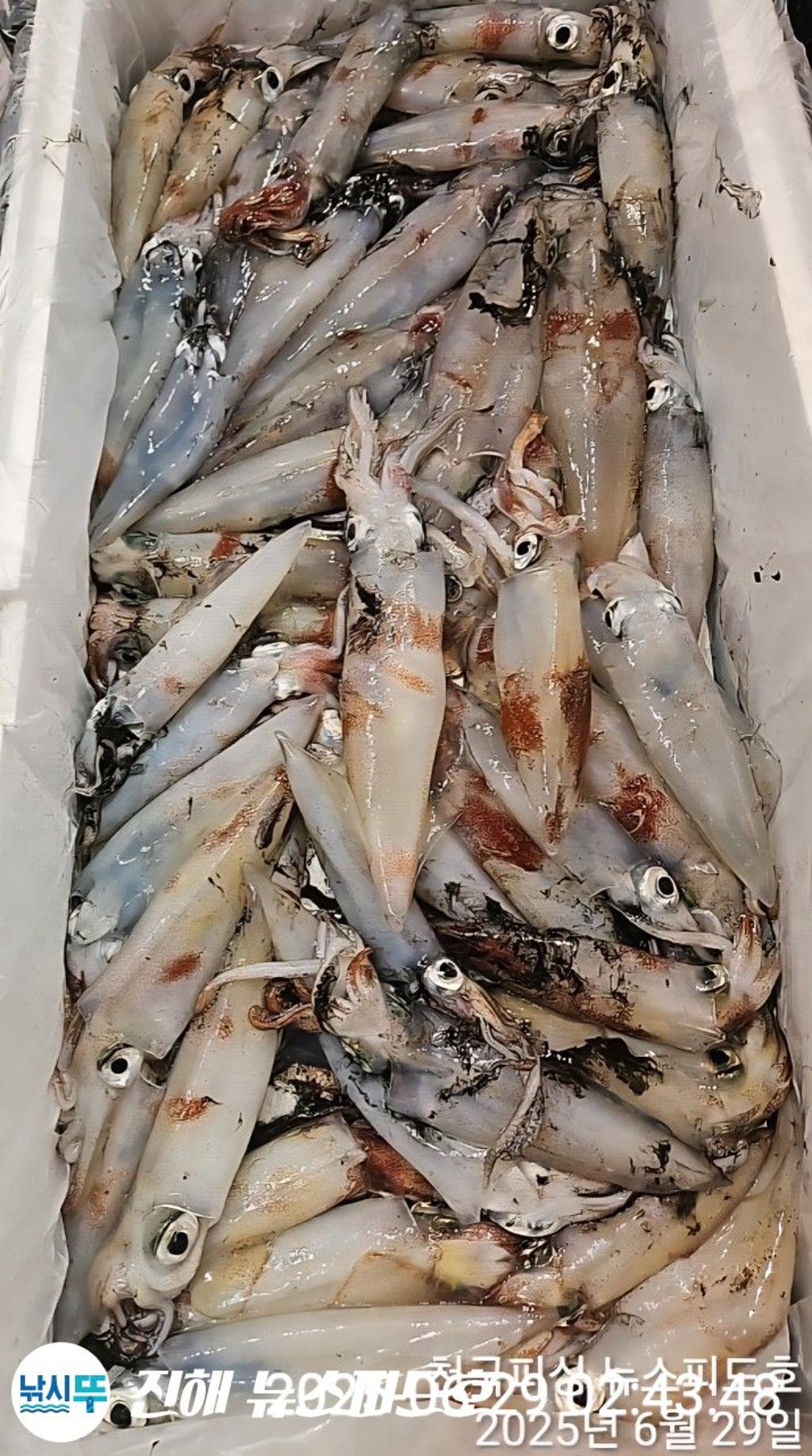 낚시뚜,한치,진해행암항,진해 뉴스피드호,낚시뚜19