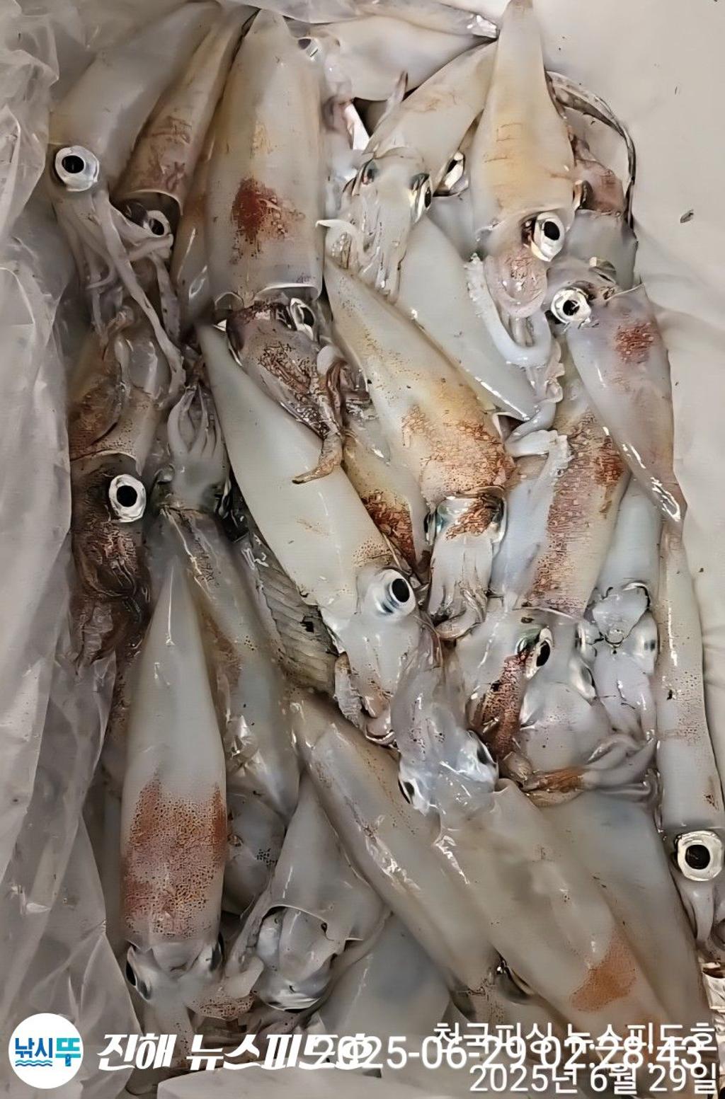 낚시뚜,한치,진해행암항,진해 뉴스피드호,낚시뚜18