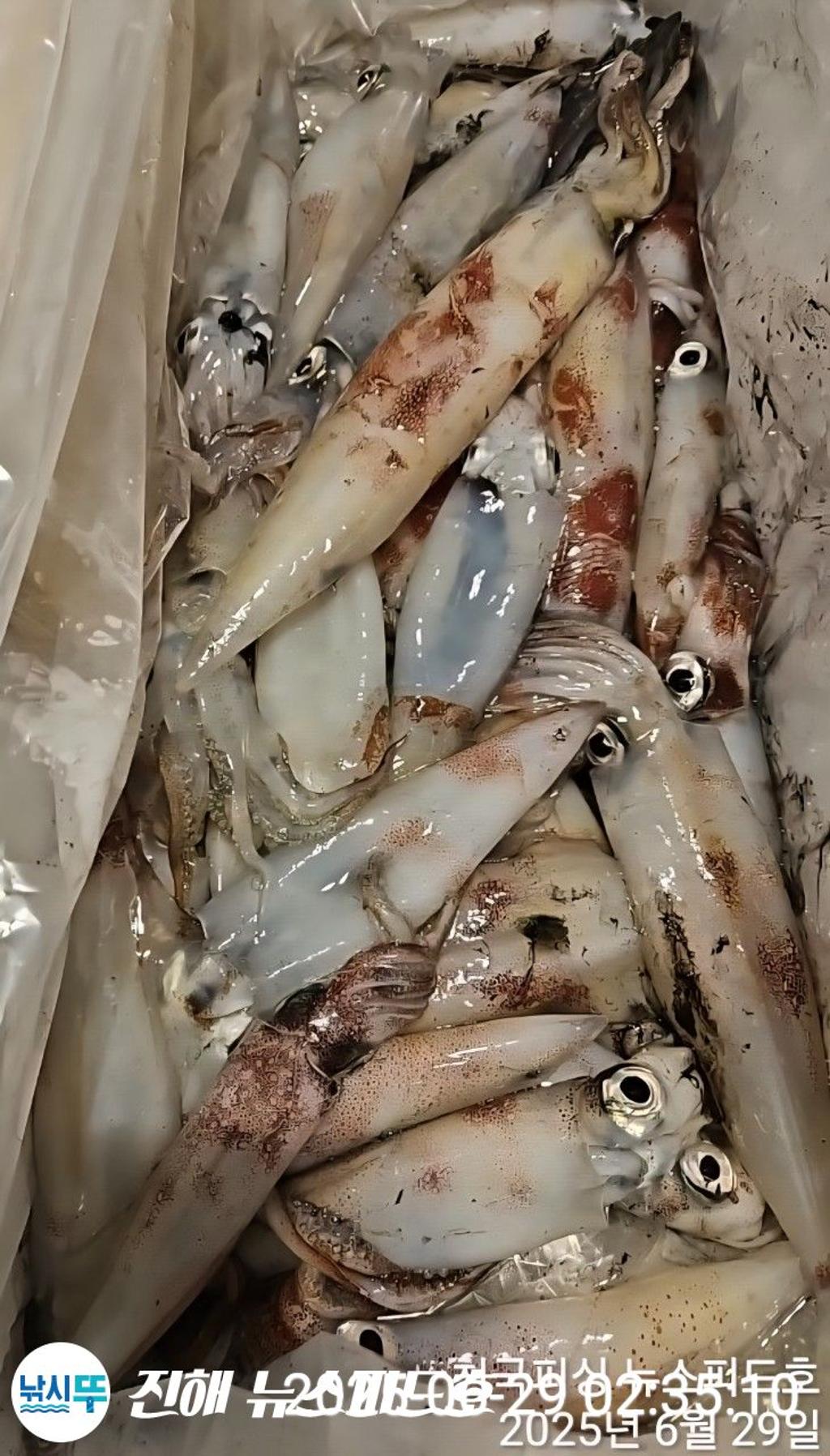 낚시뚜,한치,진해행암항,진해 뉴스피드호,낚시뚜17