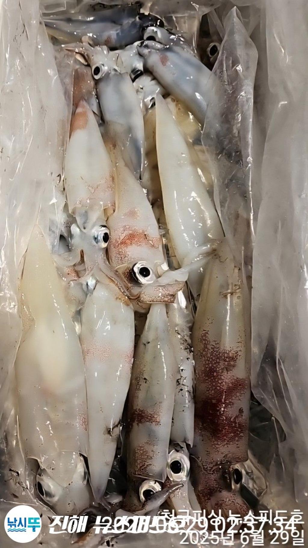 낚시뚜,한치,진해행암항,진해 뉴스피드호,낚시뚜14