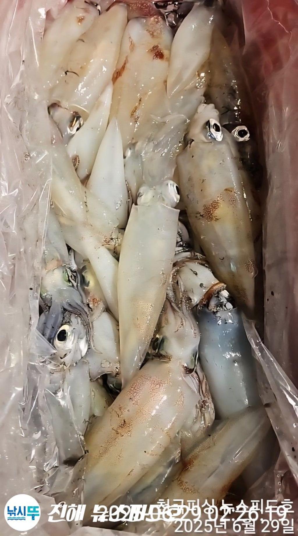 낚시뚜,한치,진해행암항,진해 뉴스피드호,낚시뚜13