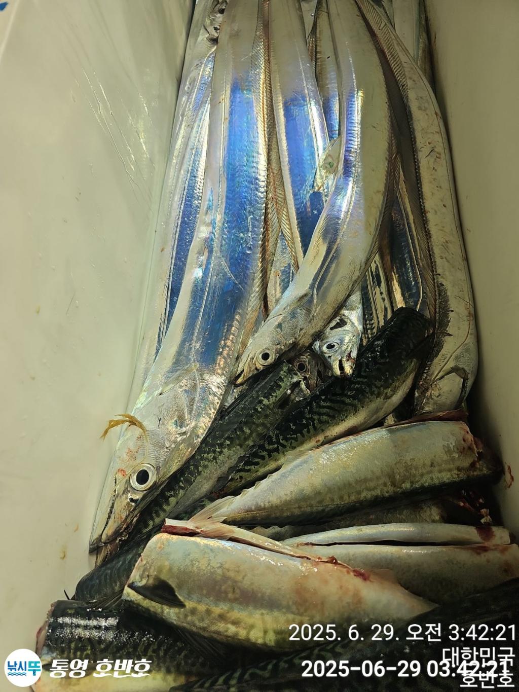 낚시뚜,갈치,한치,통영 신전항,통영호반호,낚시뚜30