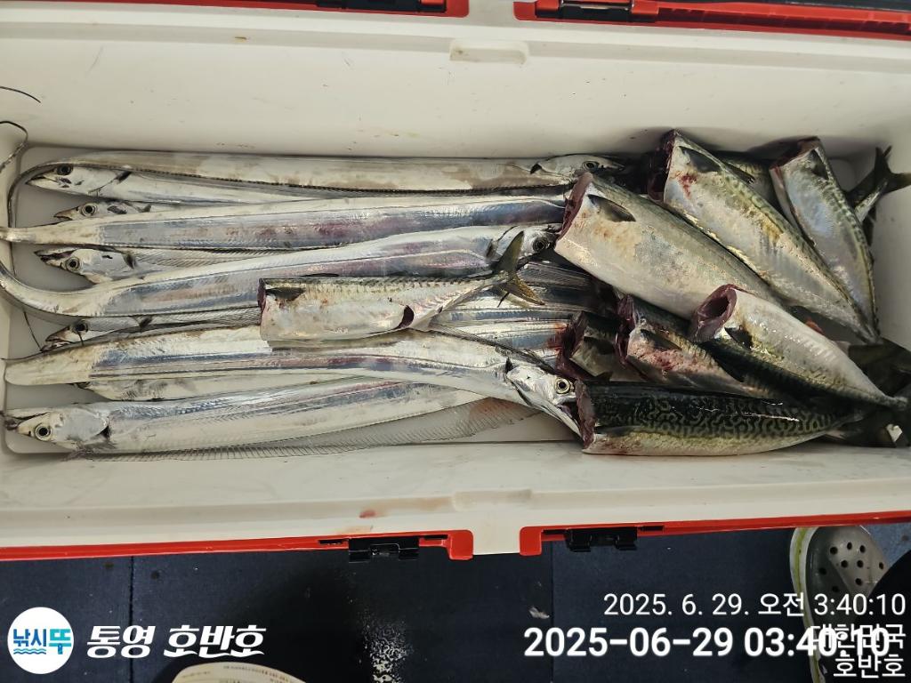 낚시뚜,갈치,한치,통영 신전항,통영호반호,낚시뚜28
