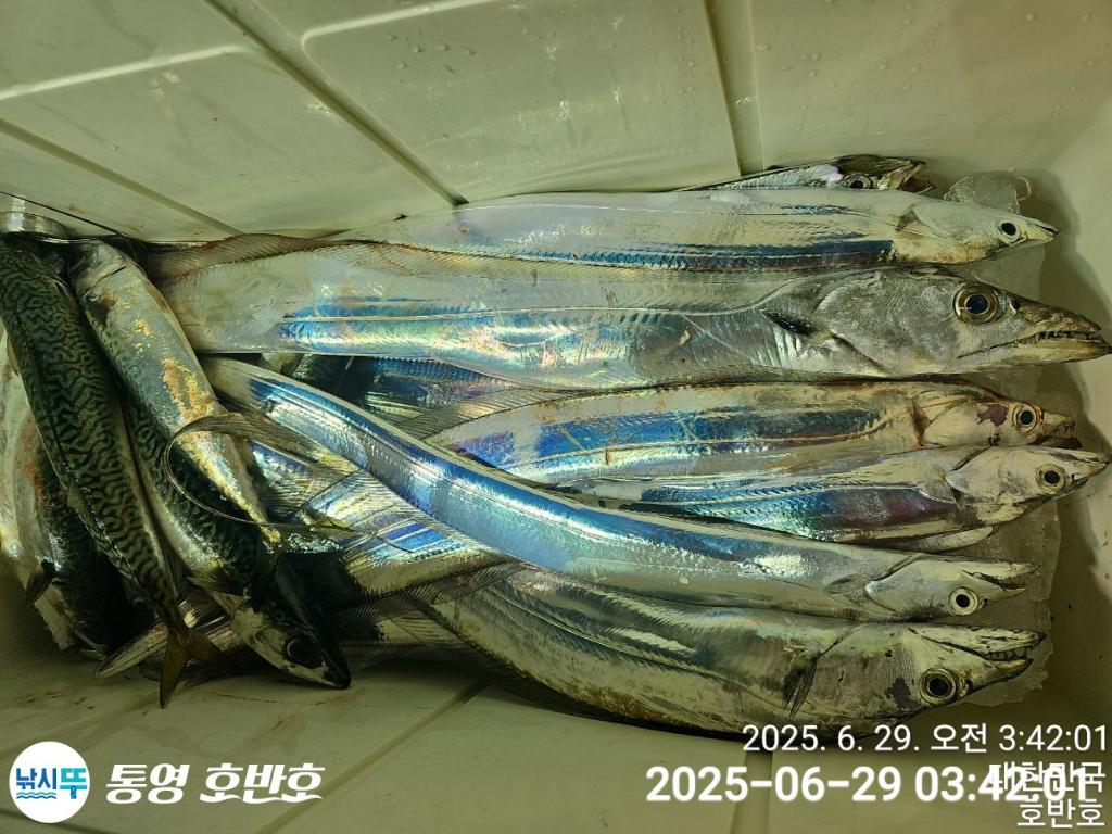 낚시뚜,갈치,한치,통영 신전항,통영호반호,낚시뚜27