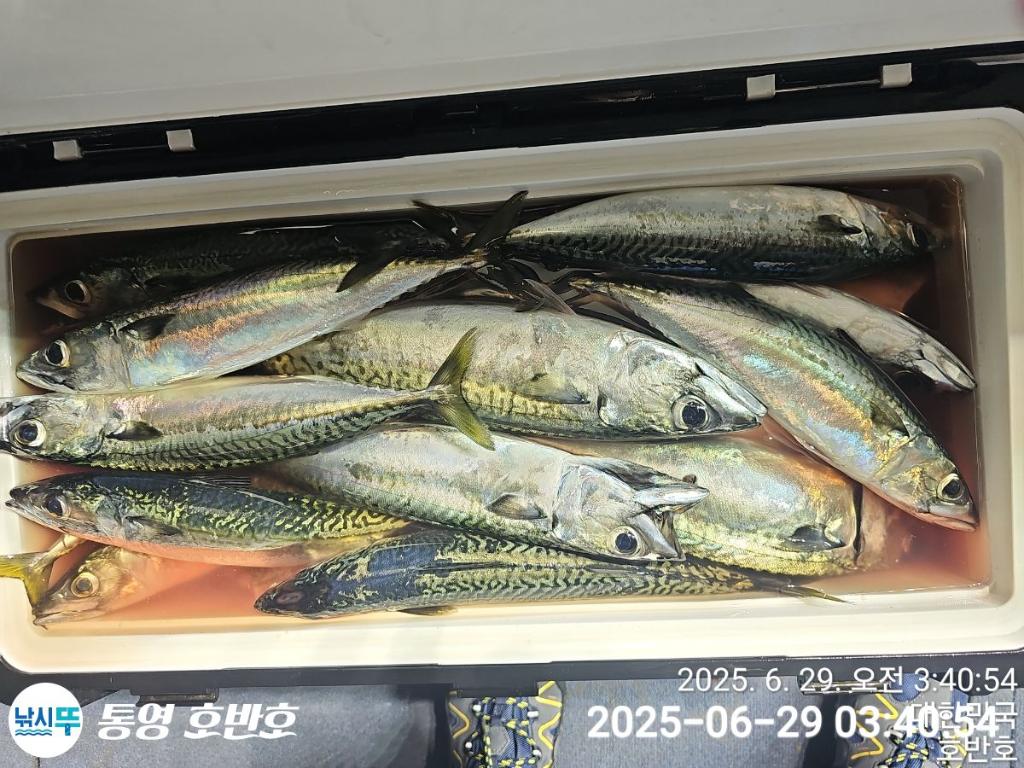 낚시뚜,갈치,한치,통영 신전항,통영호반호,낚시뚜26