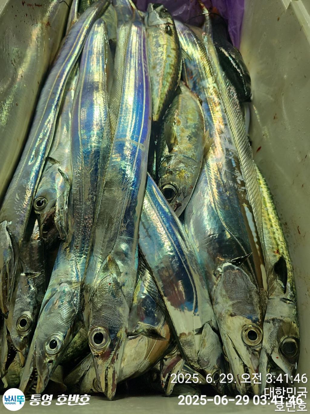 낚시뚜,갈치,한치,통영 신전항,통영호반호,낚시뚜25